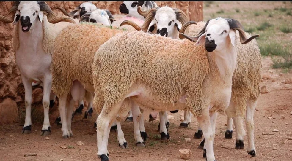 خبير: التساقطات لن تخفض كلفة الأضاحي هذا الموسم بسبب ارتفاع الأعلاف