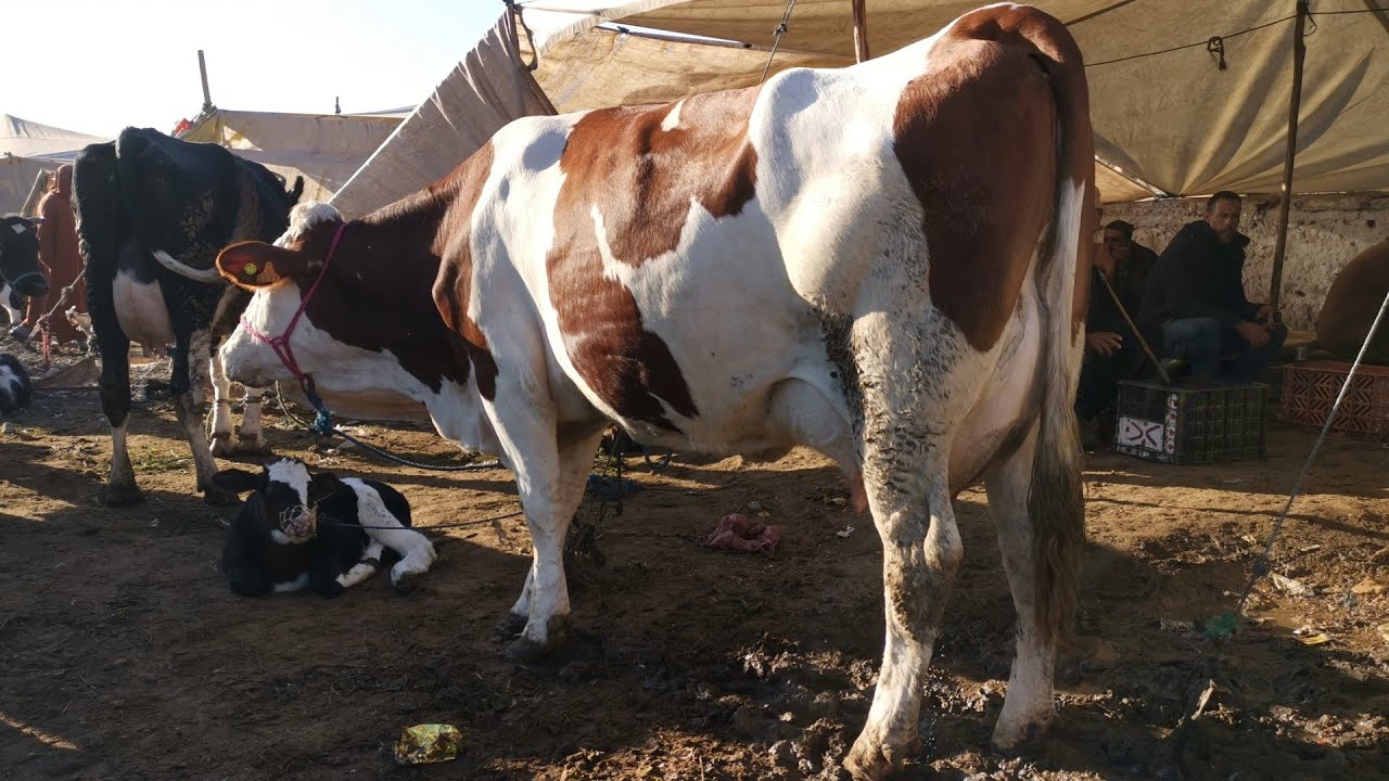 الحكومة تقدم دعما ماليا مهما لمقتني الأبقار الحلوب المستوردة