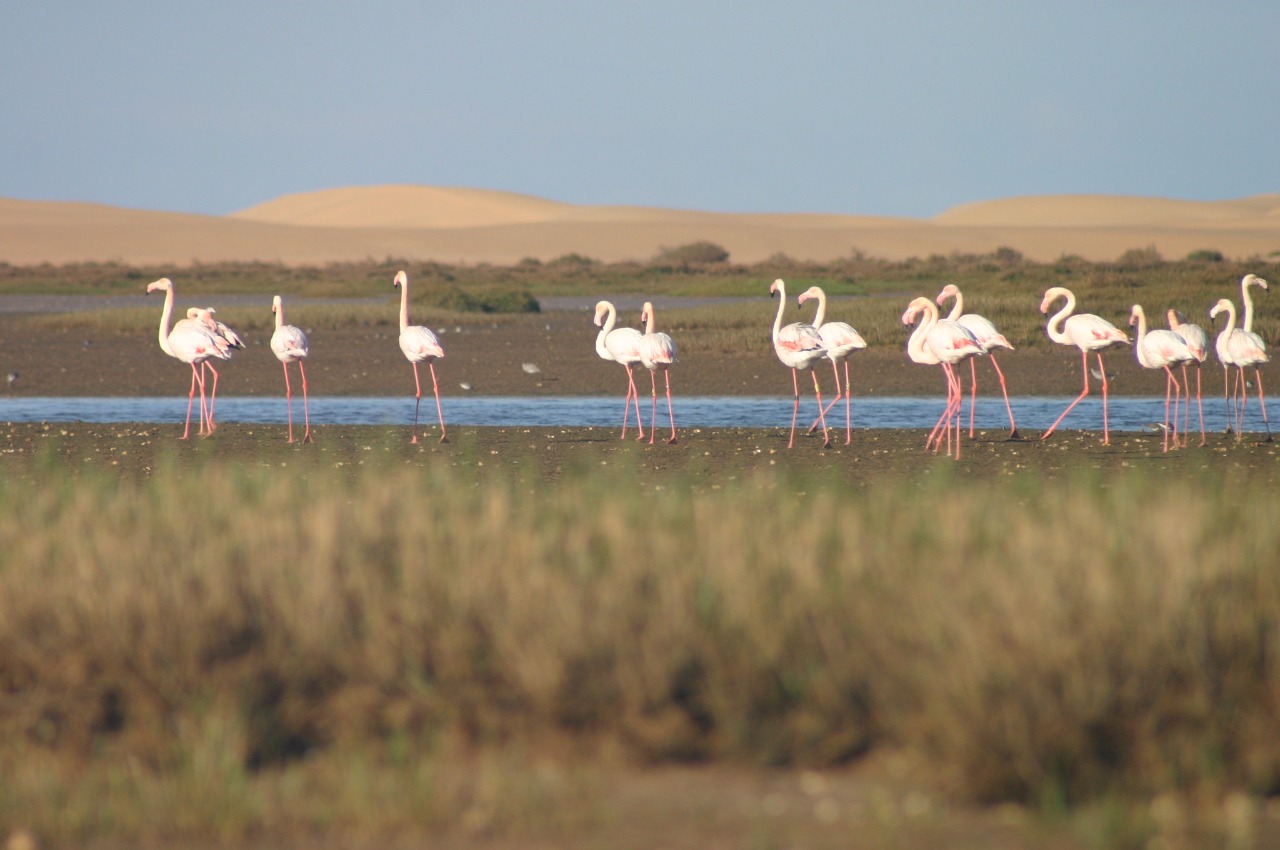 العالم يحتفل  يومه الأحد باليوم العالمي للتنوع البيولوجي