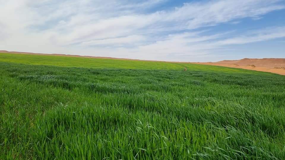 شراكة الدولة ترفع استثمارات الأراضي الفلاحية إلى 15,4 مليار درهم