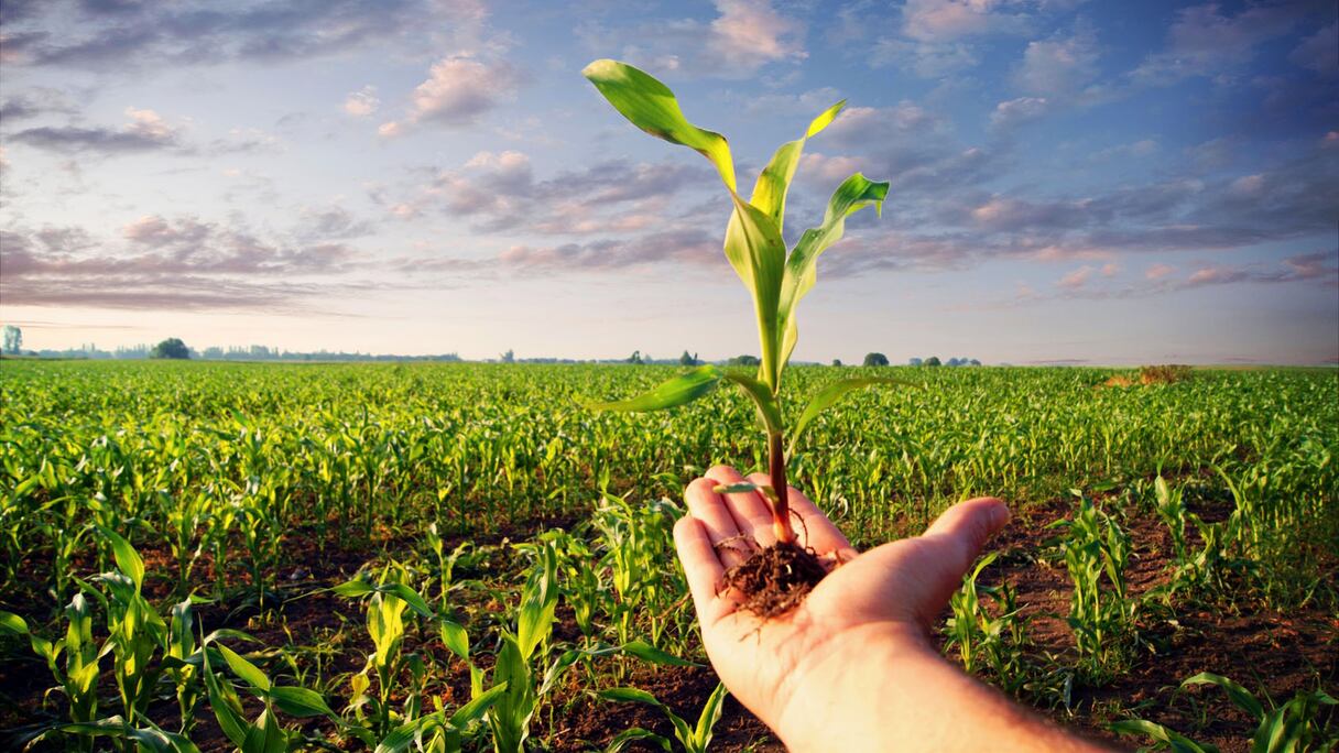 انخفاض التساقطات يهدد الموسم الفلاحي.. التوقعات ترجح تراجع الإنتاج