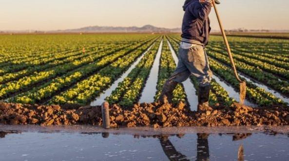 الموسم الفلاحي 2025-2026.. برمجة حوالي 5 ملايين هكتار من الزراعات الخريفية الكبرى