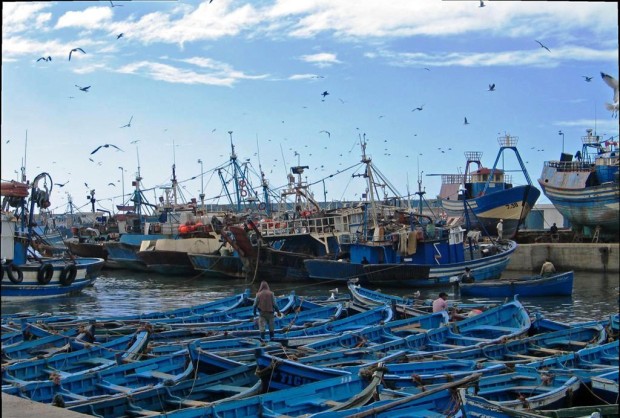 الأسماك المهددة بالانقراض تجمع مهني الصيد بالسلطات في طنجة