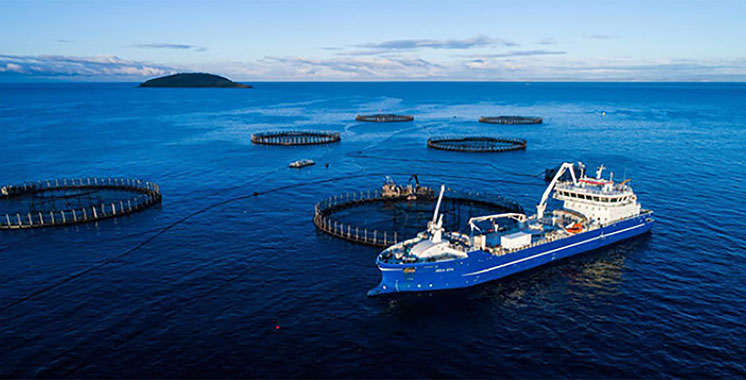 الأسبوع الوطني للمحيطات وتعزيز الاقتصاد الأزرق