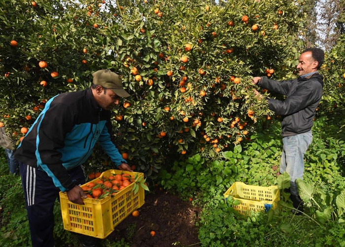 الجفاف يخفض إنتاج "الكليمانتين" ويرفع أسعاره بالأسواق