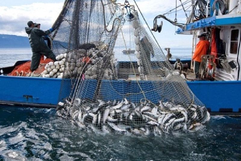 تراجع مفرغات الصيد إلى 89 ألف طن بقيمة تفوق 3,1 مليار درهم