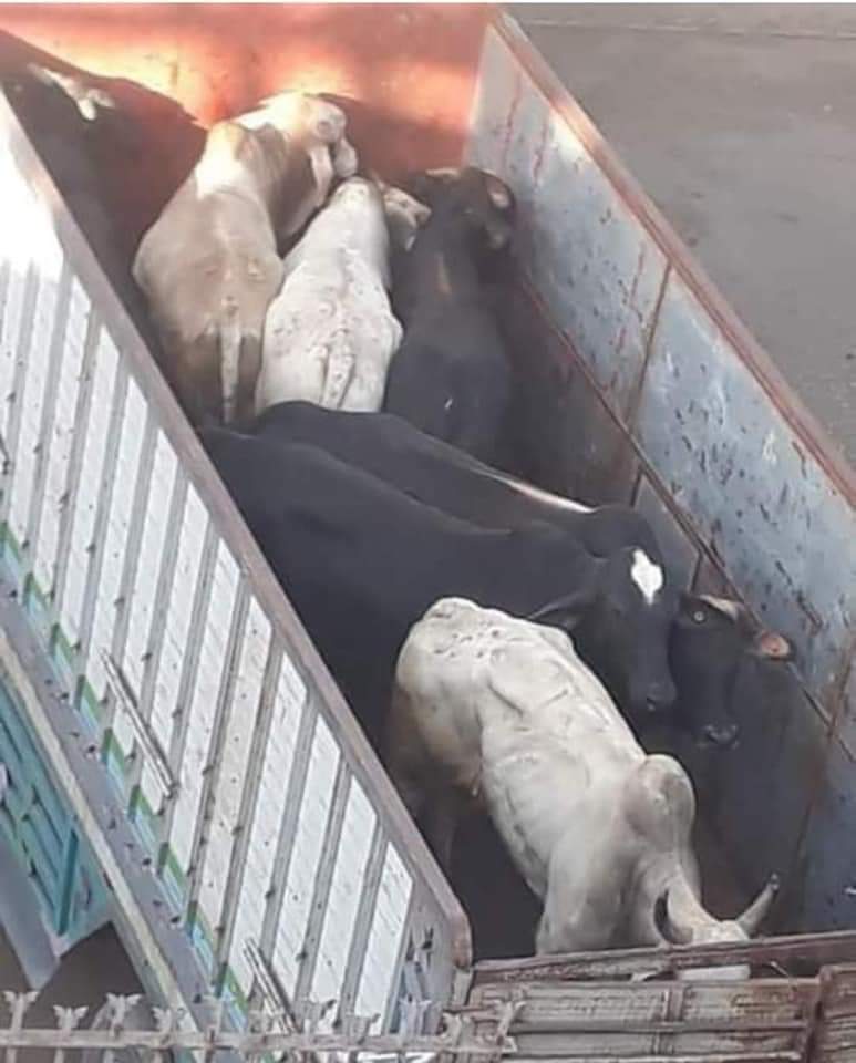 بسب هزالها البين.. نشطاء يهاجمون الحكومة ويسخرون من الأبقار المستوردة