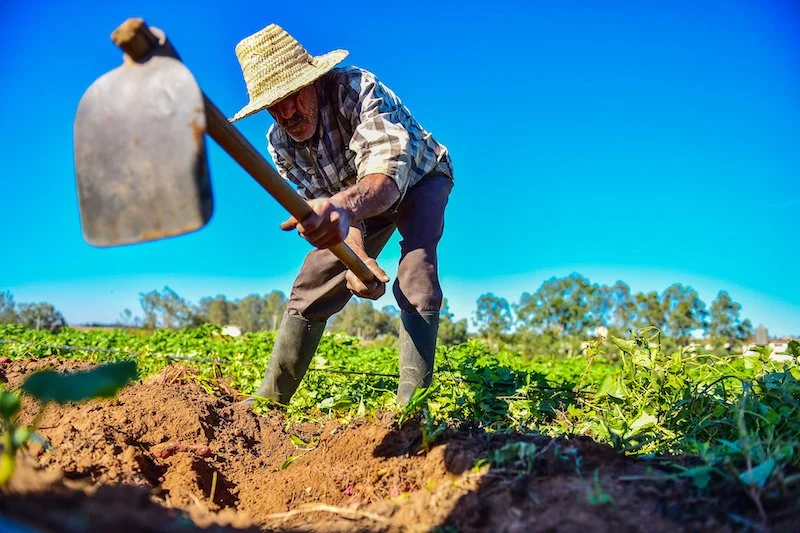 أمطار الأشهر الأخيرة تعيد الأمل للقطاع الفلاحي والحكومة تتوقع انتعاشا في التشغيل القروي