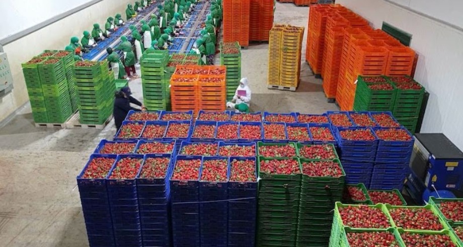 تقرير أمريكي يربط الاستثمار في النقل بمضاعفة صادرات الفواكه المغربية