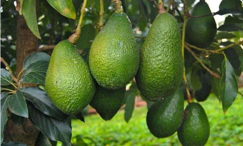 توسع صادرات الأفوكادو في المغرب وسط جدل بيئي حول استنزاف المياه