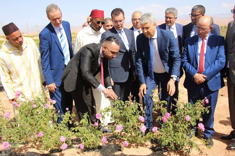 زراعات الورد العطري.. صديقي يتفقد ضيعات بتنغير