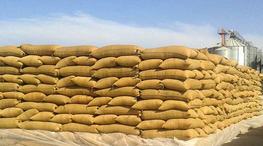المغرب يستأنف استيراد القمح الروسي بشحنة تبلغ 30 ألف طن