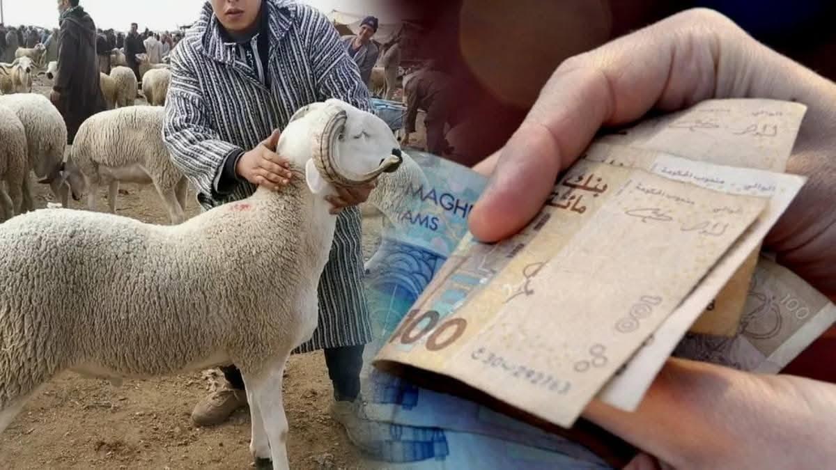 انطلاق صرف الدعم المالي المباشر لفائدة مربي الماشية لإعادة تكوين القطيع