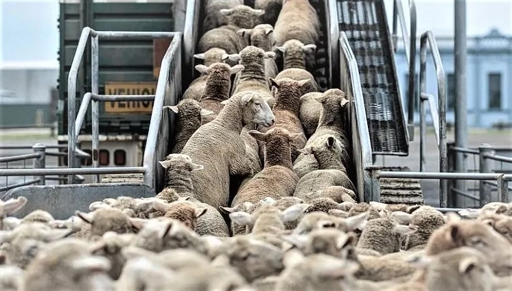 رئيس "الباطرونا" الفلاحية: لا تسقيف لأسعار الأضاحي في ظل غموض كلفة الاستيراد