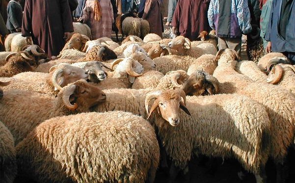 الأسر أنفقت أزيد من 1800 مليار على عيد الأضحى