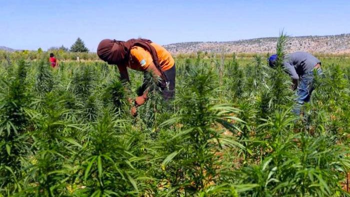 بالأرقام: تقنين "الكيف" يقلص المساحات المزروعة بـ80 %