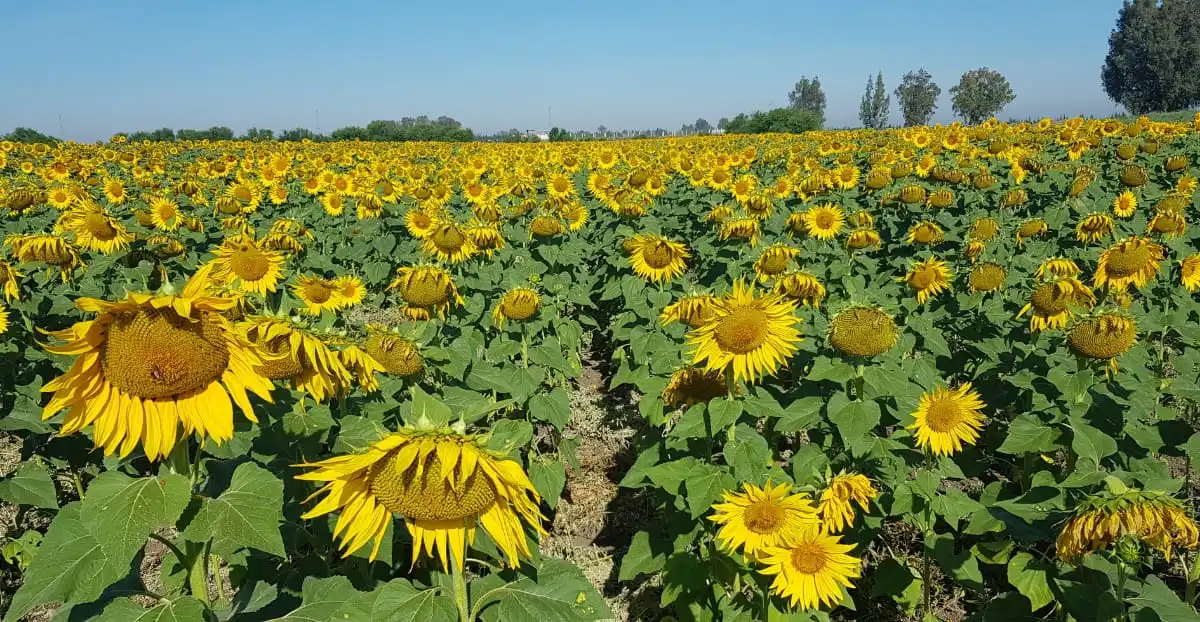 المغرب أكبر مستورد إفريقي لبذور دوار الشمس من حيث القيمة