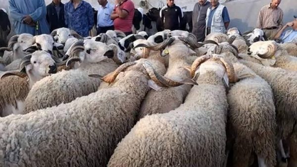 حسابات الربح والخسارة بعد إلغاء شعيرة الأضحية.. رؤية اقتصادية لحماية الثروة الحيوانية