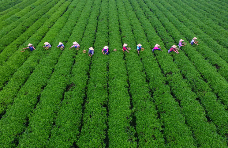 المغرب في صدارة مستوردي الشاي الصيني