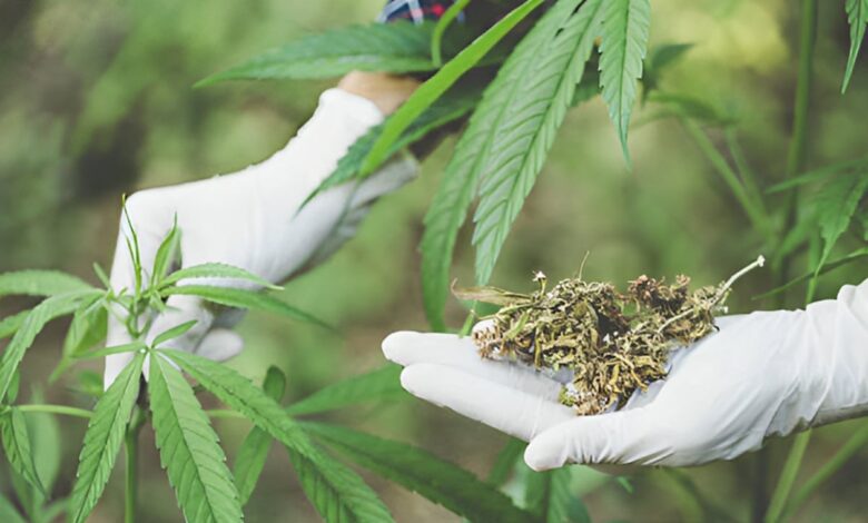 القنب الهندي: الإنتاج يتجاوز 19,5 ألف قنطار في 2025