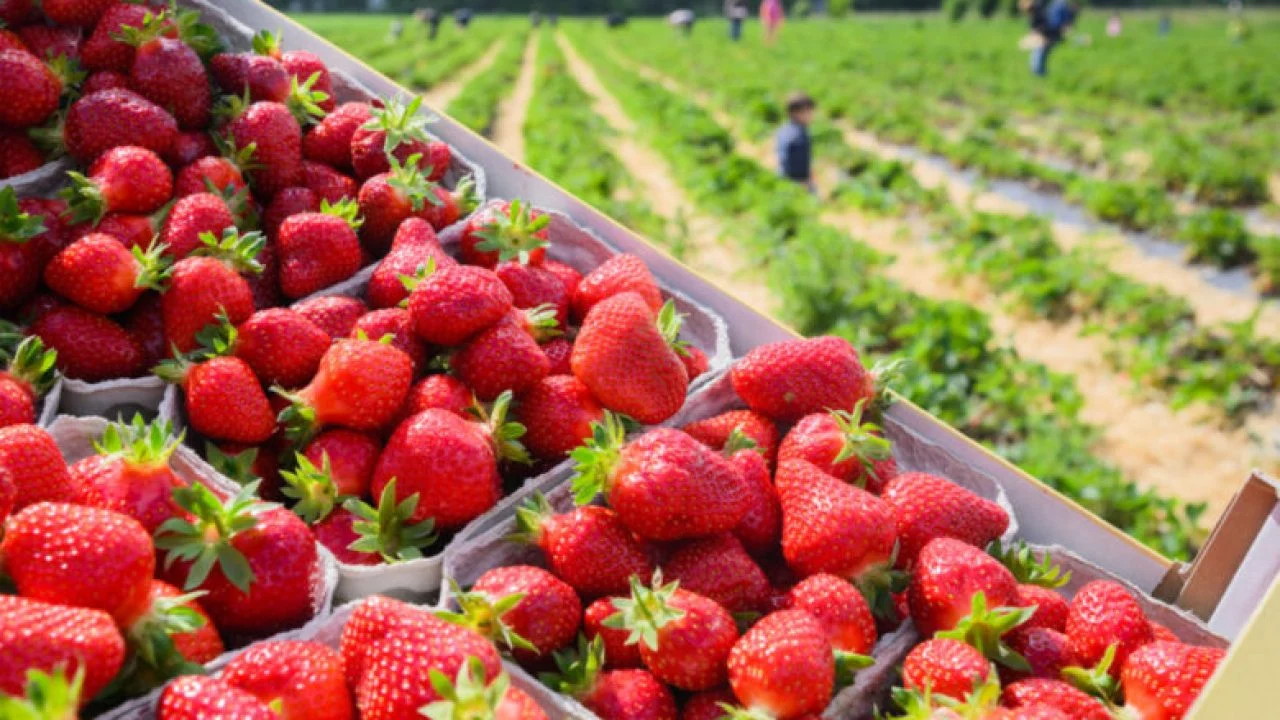 العوامل المناخية تلحق الأضرار بالفلاحين وترفع أسعار "الفريز" خلال رمضان