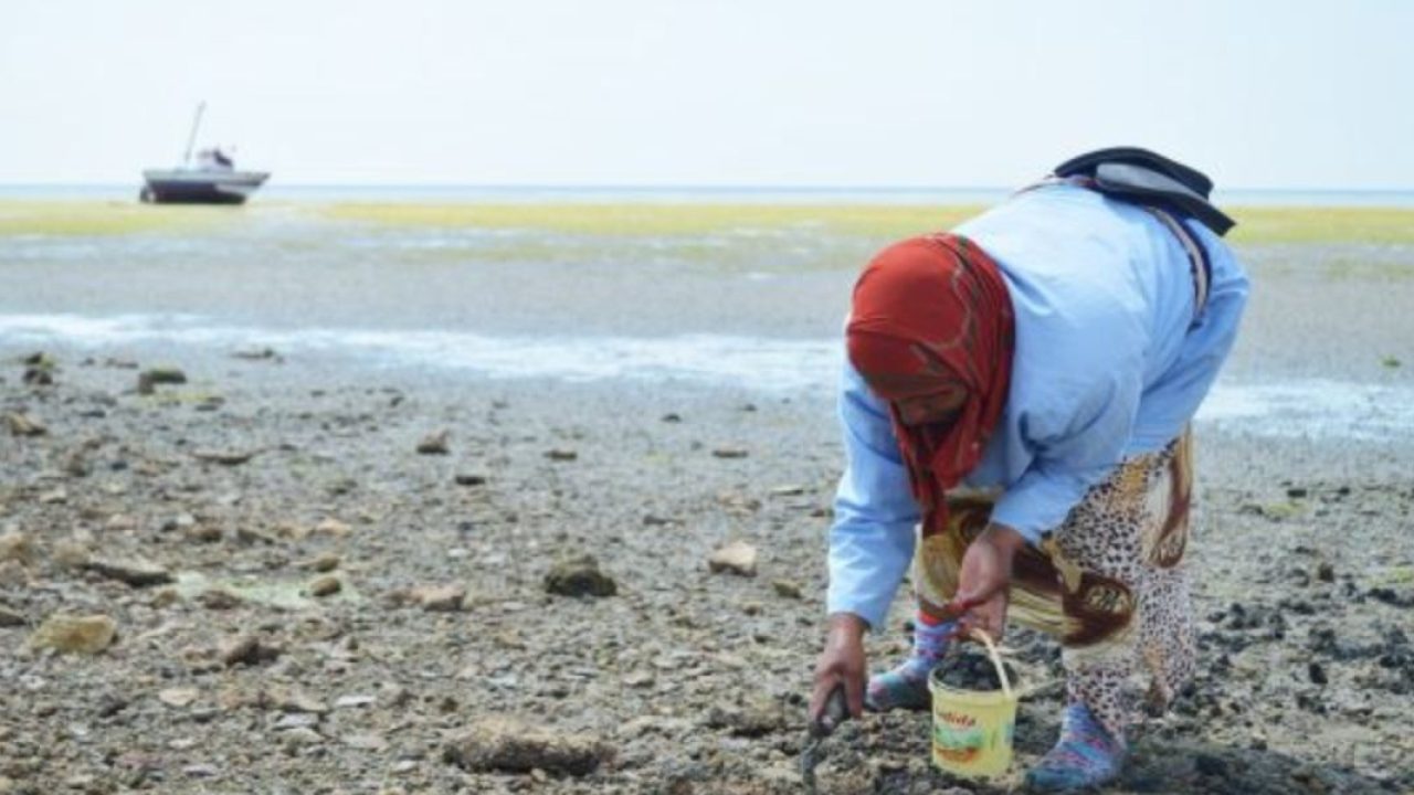 قطاع الصيد البحري يواصل رفع الحظر عن جمع وتسويق الصدفيات