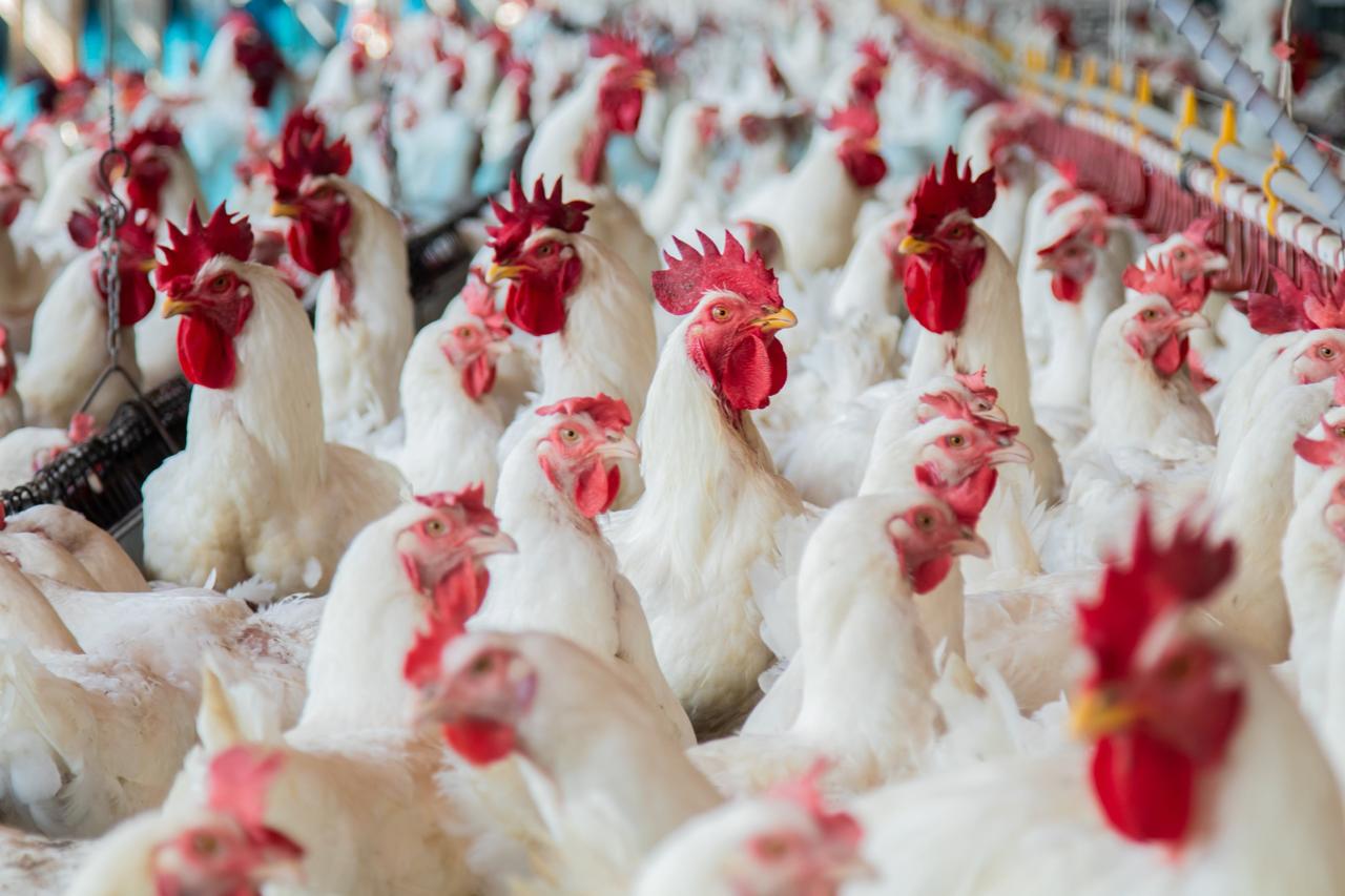 عشية عيد الأضحى.. أسعار الدجاج تواصل الارتفاع وتثقل كاهل الأسر