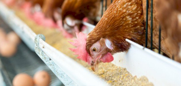 اضطرابات الموانئ تنذر بنقص في مخزون الحبوب والأعلاف قبيل شهر رمضان