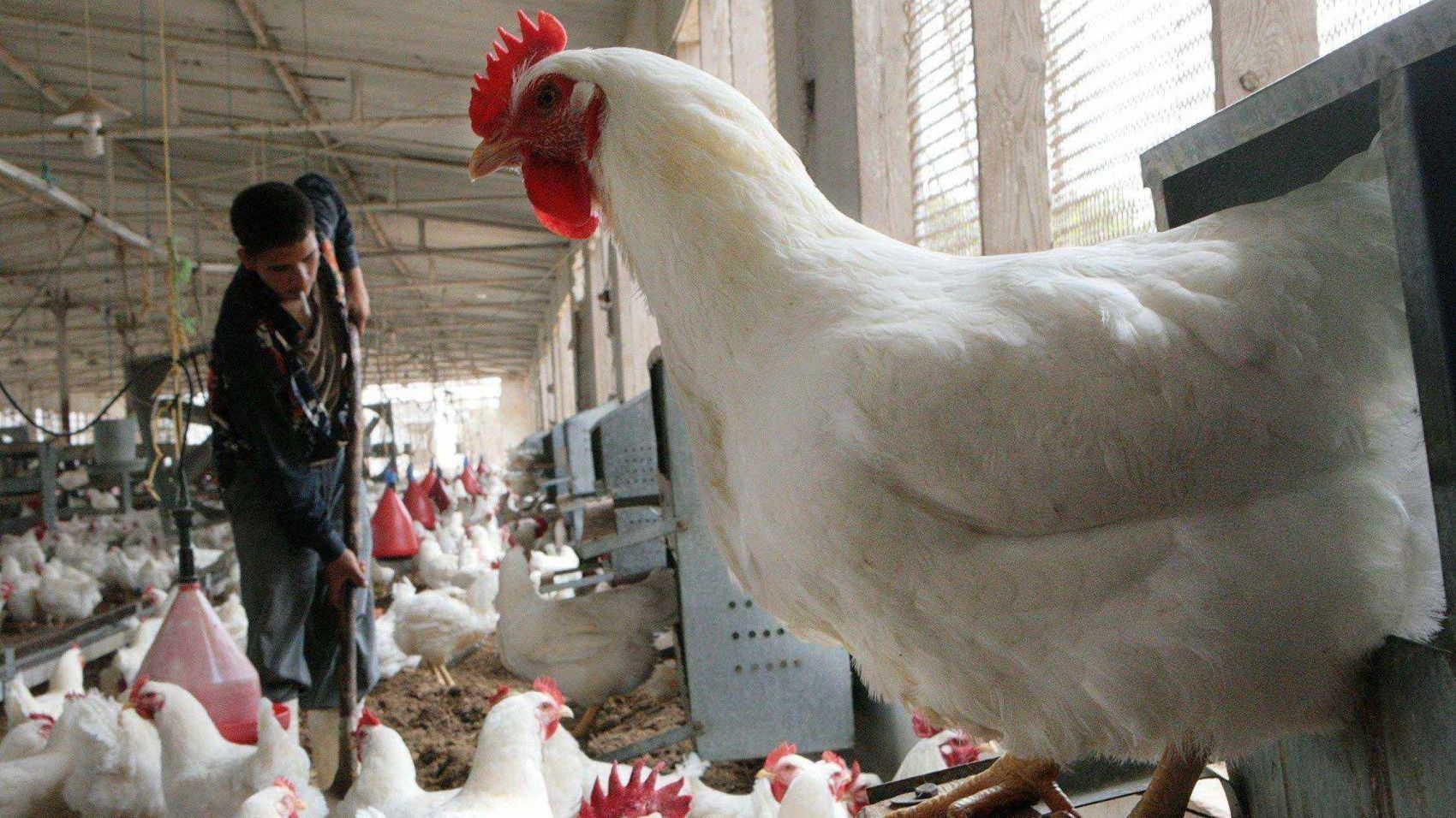 22.1 كيلوغرام نصيب الفرد من إنتاج الدواجن سنويا