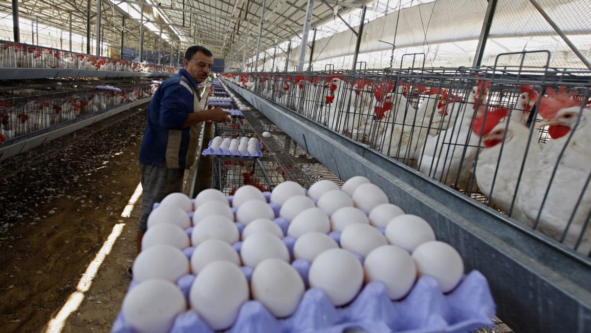 بالأرقام: الأعلاف تلهب أسعار البيض بالأسواق