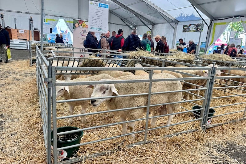 المغرب وفرنسا يعززان تعاونهما في تربية المواشي والتنمية الفلاحية