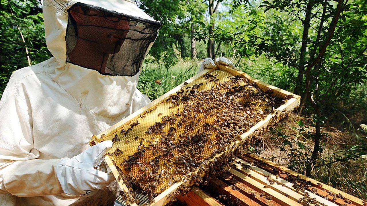 الجفاف يهوي بإنتاج العسل