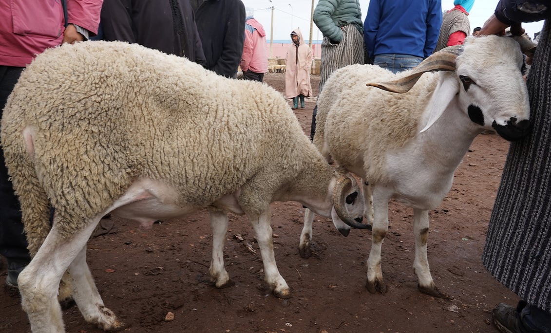 وزارة الفلاحة تعدل قرار منع ذبح إناث الماشية