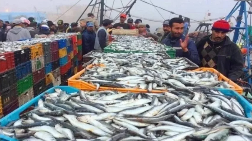 مجلس الحكومة يصادق على تعديل قانون بيع السمك بالجملة