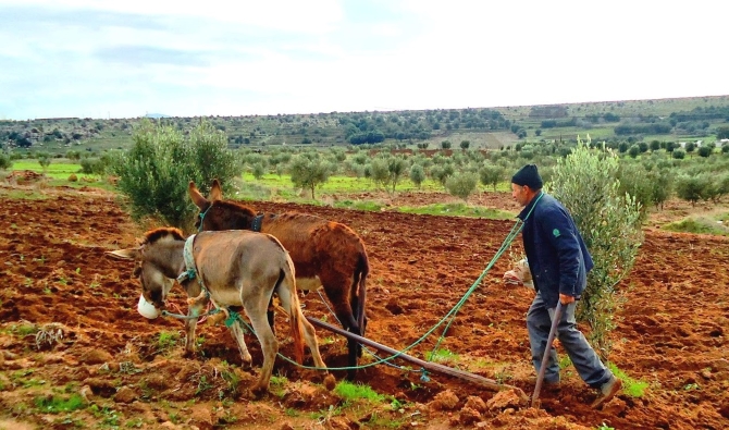 مطالب بإصلاح عاجل لبرامج الدعم الفلاحي قبل انطلاق الموسم الزراعي