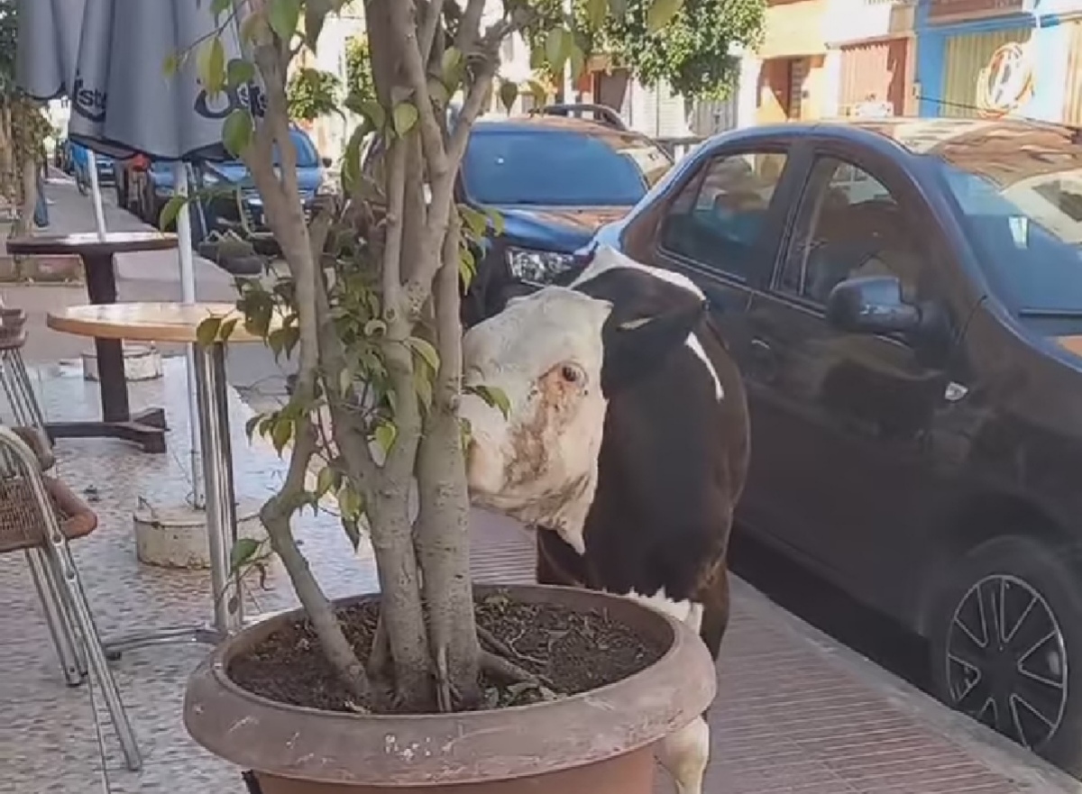 رسميا.. الرميلي تصدر قرارا بمنع تربية وتجوال الدواب والمواشي بالبيضاء + وثيقة