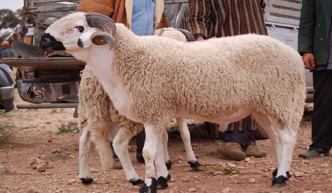 مغاربة يرفعون شعار "ما معيدينش"