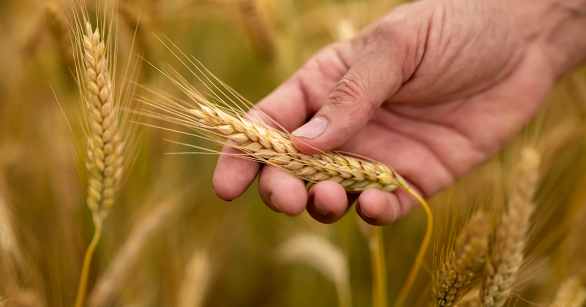 تطوير أصناف جديدة من الحبوب مقاومة للجفاف بالمغرب