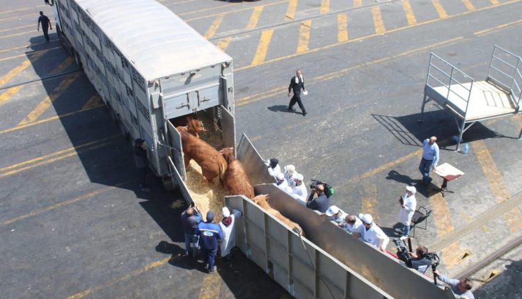 أزمة اللحوم الحمراء.. 4500 رأس من الأبقار الأورغويانية تحل بميناء أكادير