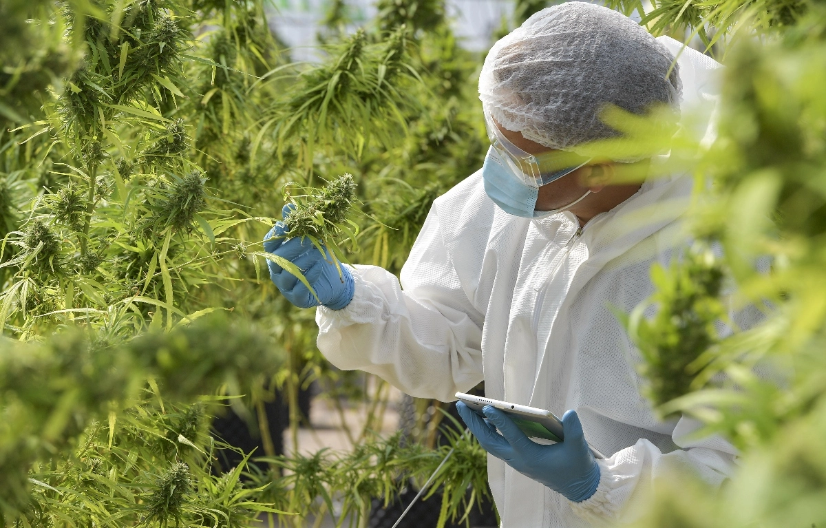 مصنعو الأدوية: "الكيف" الطبي يمثل 60 % من سوق القنب الهندي القانونية بالعالم