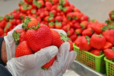 جهة الشمال صدرت 450 مليارا من الفواكه الحمراء أغلبها نحو أوربا