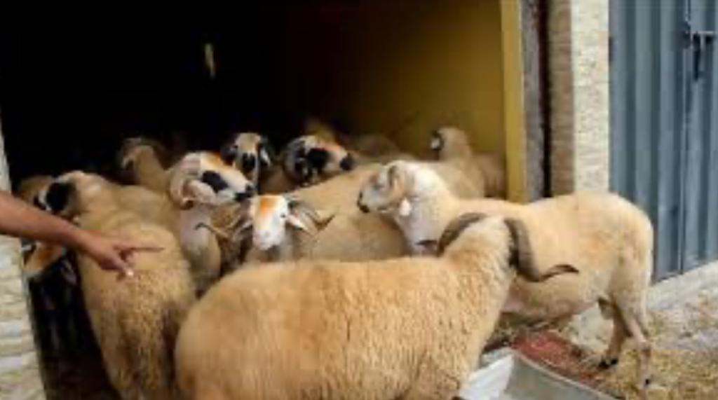 "كراجات" الأضاحي تستنفر الداخلية